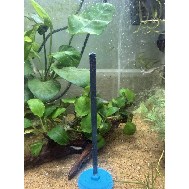 Young Amano Shrimp for sale