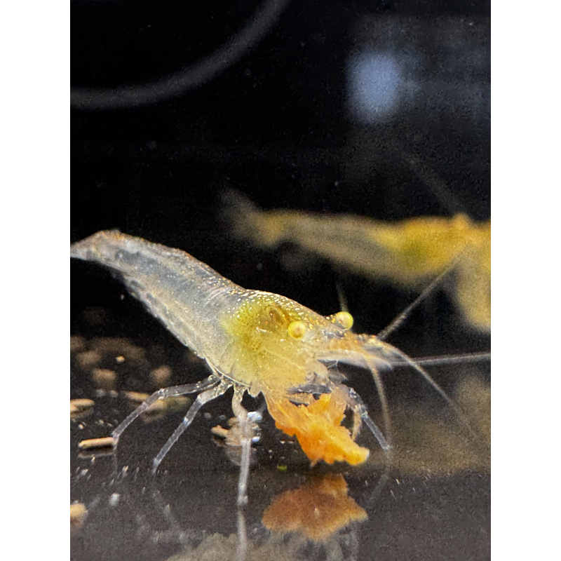 Yellow Golden Eye Neocaridina + 10 Shrimps