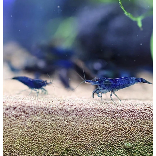 Becky's Blue Dream Shrimp