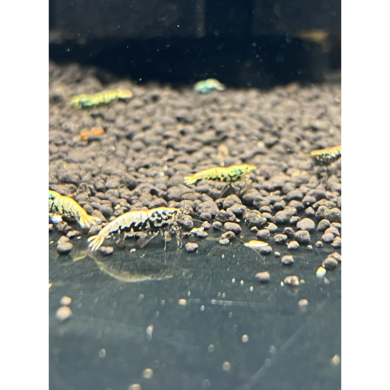 5x (+1 free) High Grade Black Galaxy Fishbone shrimp