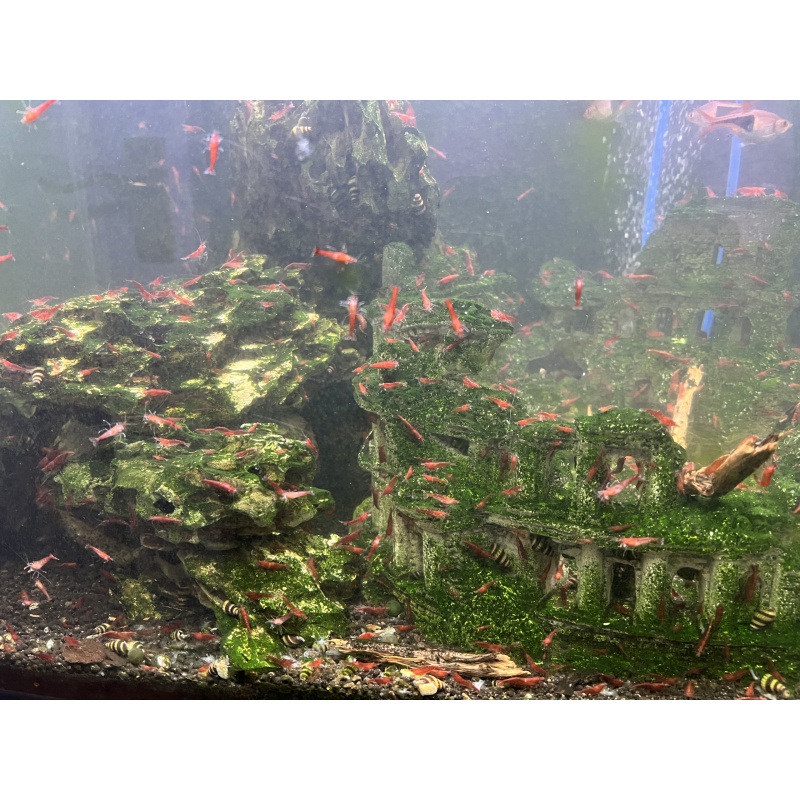 Neocardina shrimps