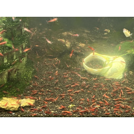 Neocardina shrimps