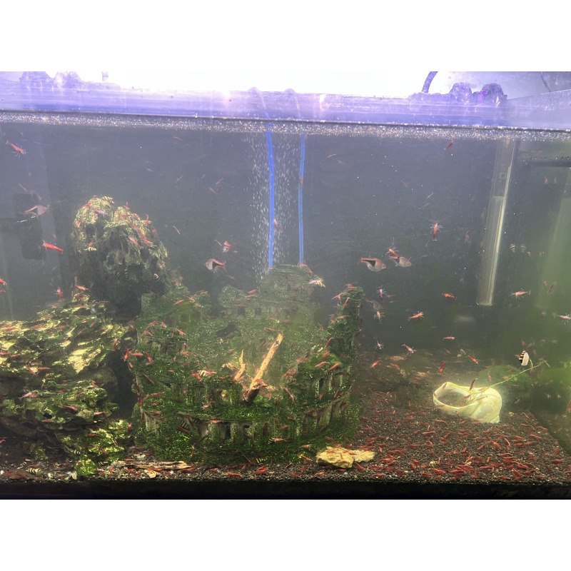 Neocardina shrimps