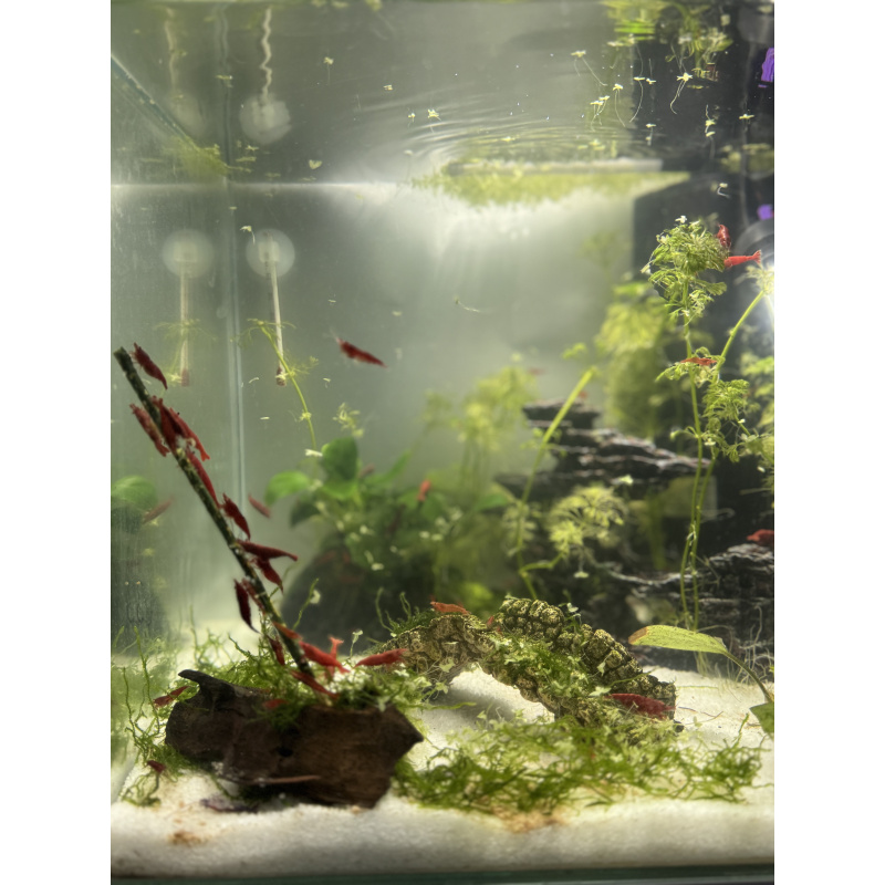10 X RED Cherry Shrimp A GRADE