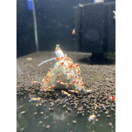 5x Premium Shrimp UK Lubao bags