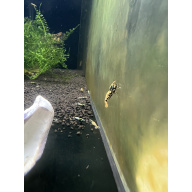 10x (+1 free) High Grade Black Galaxy Fishbone