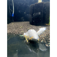 5x (+1 free) High Grade Black Galaxy Fishbone shrimp