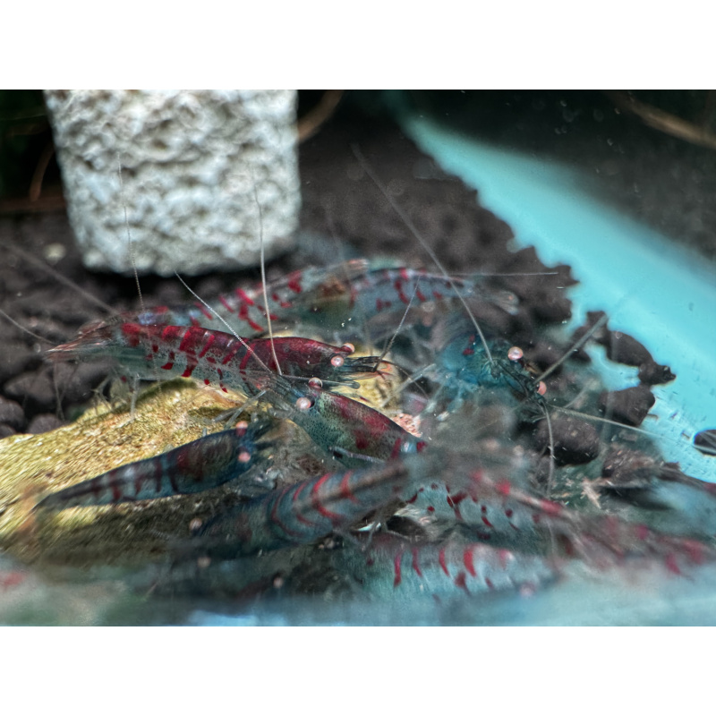 10+ 1 red tiger orange eye with blue body ( nebula )
