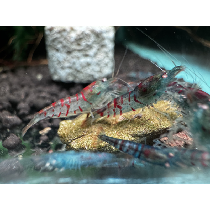 10+ 1 red tiger orange eye with blue body ( nebula )