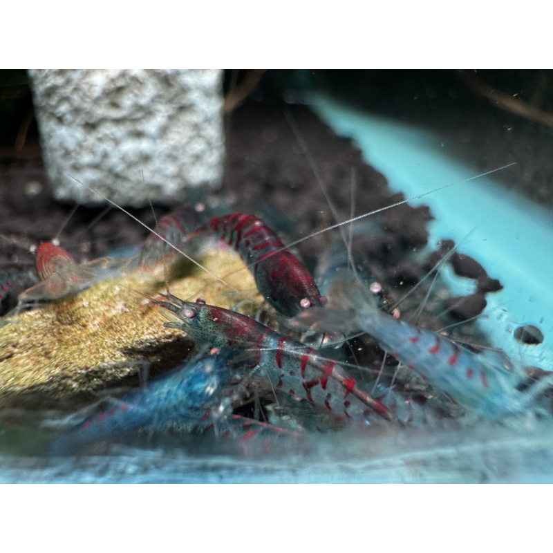 10+ 1 red tiger orange eye with blue body ( nebula )