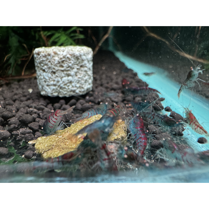 10+ 1 red tiger orange eye with blue body ( nebula )
