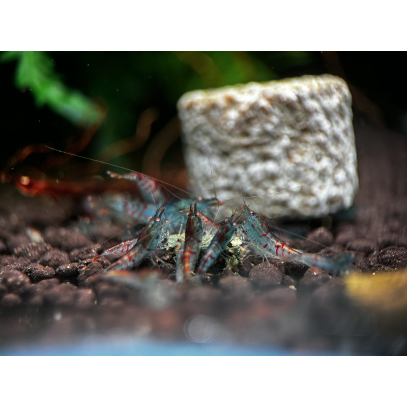 10+ 1 red tiger orange eye with blue body ( nebula )