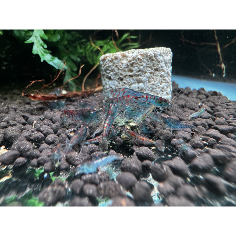 10+ 1 red tiger orange eye with blue body ( nebula )