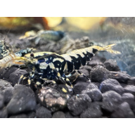 Black galaxy fishbone x10