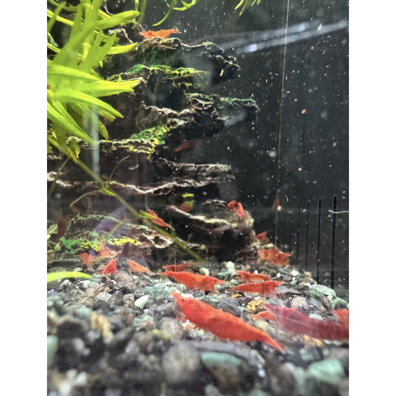 10 X RED Cherry Shrimp A GRADE