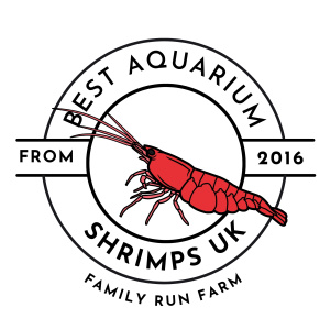 Best Aquarium Shrimps UK