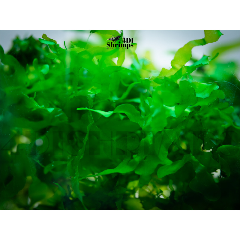 Subwassertang Moss/ Pelia rounded moss