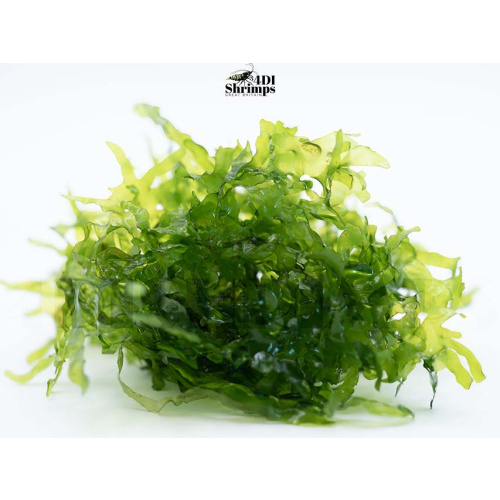 Subwassertang Moss/ Pelia rounded moss