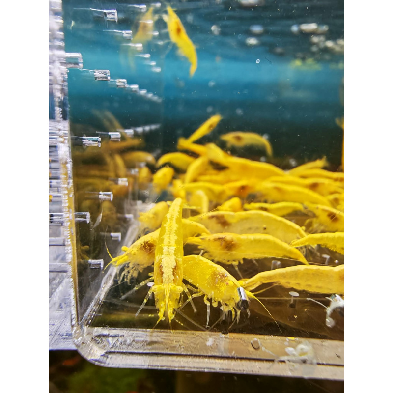 5x YELLOW NEOCARIDINA ORANGE EYE ADULT – Approx 2cm
