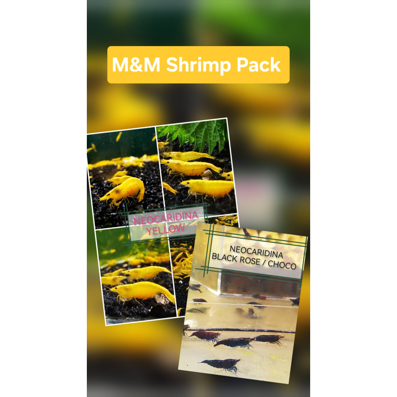M&M PACK - NEOCARIDINA SHRIMP (MIX OF CHOCO AND YELLOW) PLUS 2 EXTRA(DOA) Freshwater aquarium shrimp Size approx 1.5 - 2.0 cm