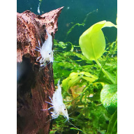 10 X WHITE PEARL / SNOWBALL Neocaridina Freshwater aquarium shrimp Size approx 1.5 - 2.0 PLUS 2 EXTRA (DOA)