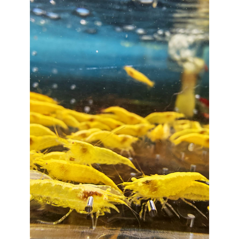 5x YELLOW NEOCARIDINA ORANGE EYE ADULT – Approx 2cm