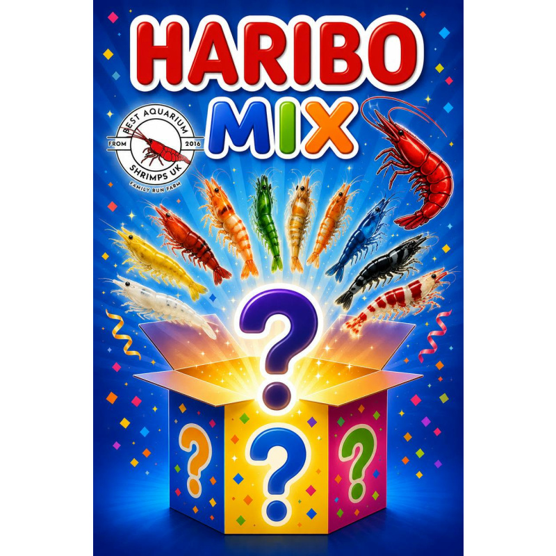 HARIBO MIX - NEOCARIDINA SHRIMPS (MIX OF 6 COLORS) PLUS 2 EXTRA(DOA) Freshwater aquarium shrimp Size approx 1.5 - 2.0 cm