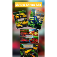 SKITTLES PACK - NEOCARIDINA SHRIMP MIX OF COLORS PLUS 2 EXTRA (DOA) Freshwater aquarium shrimp Size approx 1.5 - 2.0 cm
