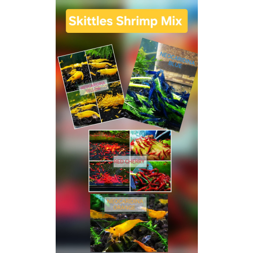 SKITTLES PACK - NEOCARIDINA SHRIMP MIX OF COLORS PLUS 2 EXTRA (DOA) Freshwater aquarium shrimp Size approx 1.5 - 2.0 cm