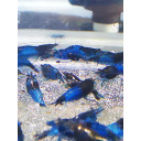 10 X BLUE RILI Neocaridina Freshwater aquarium shrimp Size approx 1.5 - 2.0 PLUS 2 FREE (DOA)