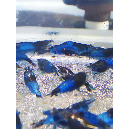 10 X BLUE / BLACK RILI Neocaridina Freshwater aquarium shrimp Size approx 1.5 - 2.0 PLUS 2 EXTRA (DOA)