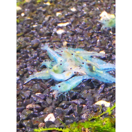 10 X BLUE PEARL Neocaridina Freshwater aquarium shrimp Size approx 1.5 - 2.0 PLUS 2 EXTRA (DOA)