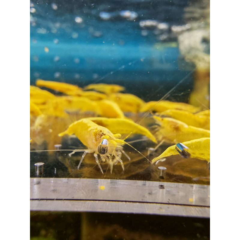 5x YELLOW NEOCARIDINA ORANGE EYE ADULT – Approx 2cm