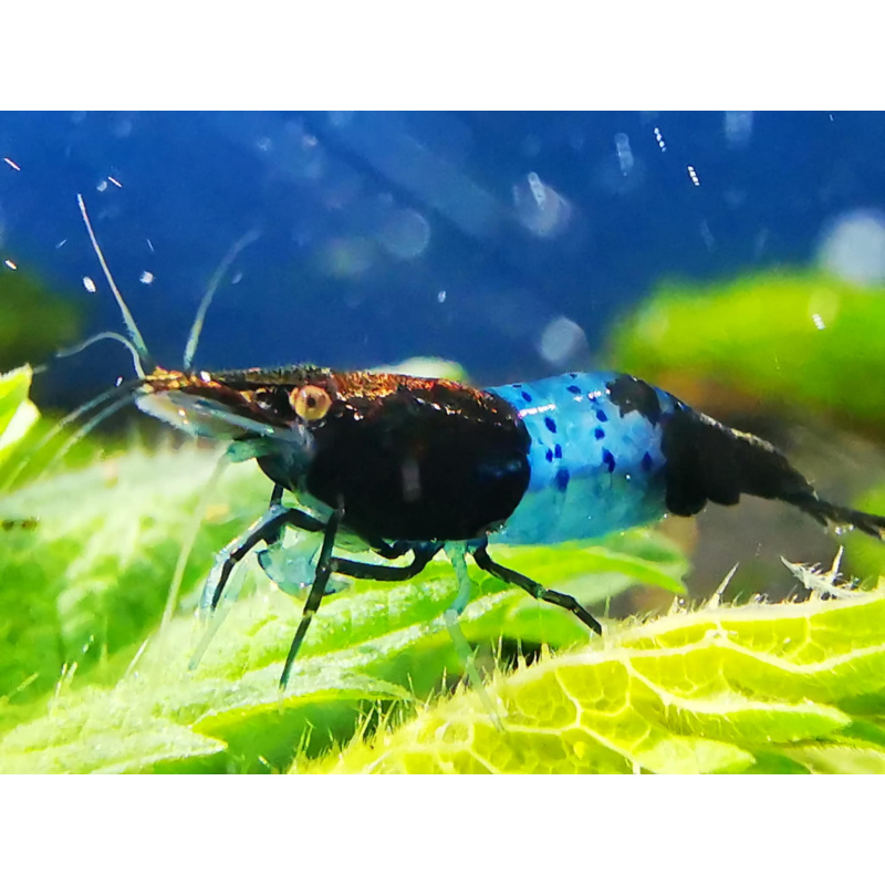 MIX OF RILI SHRIMPS ( 4 x red rili, 3 x blue rili, 3x orange rili) PLUS 2 EXTRA (DOA Policy)