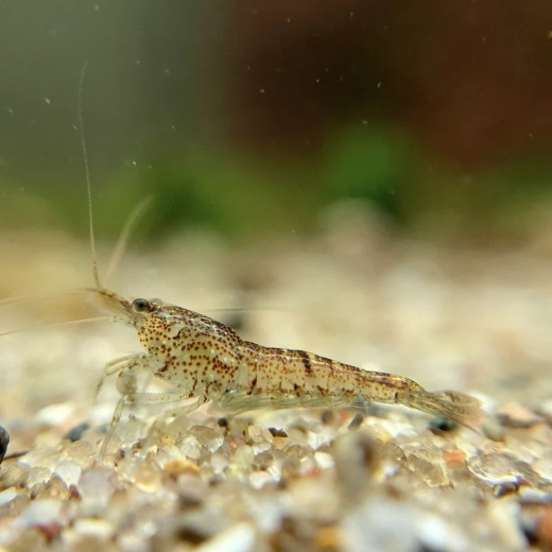 Mixed Cull Neocardina Shrimp and Wild Shrimp x10 +2 Free