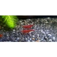 OE Red Demons Neocaridina Shrimp