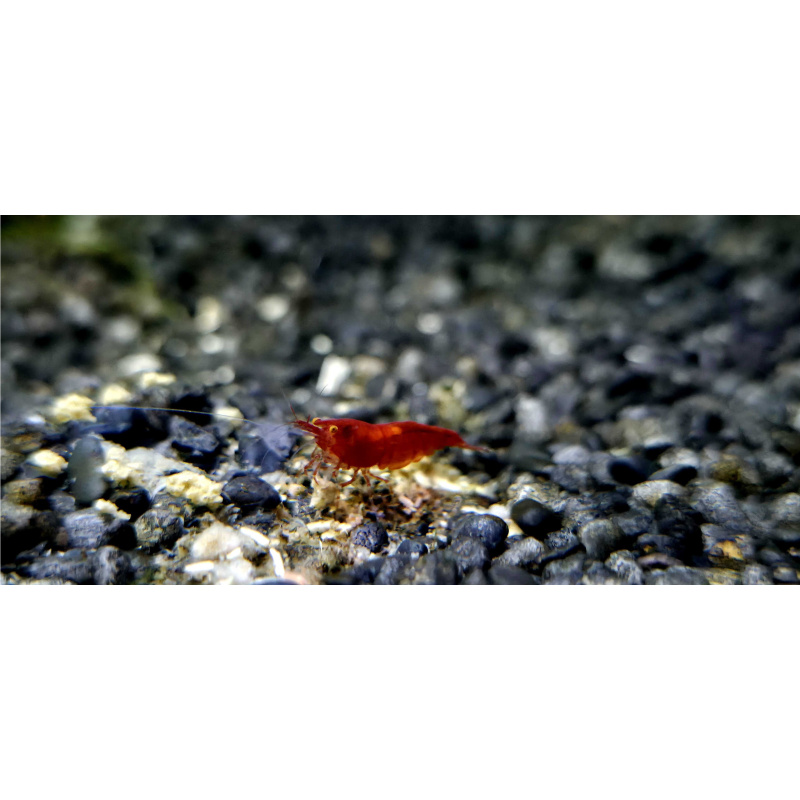 OE Red Demons Neocaridina Shrimp