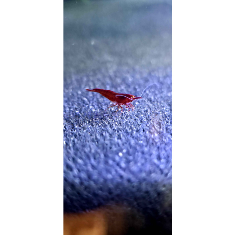 OE Red Demons Neocaridina Shrimp