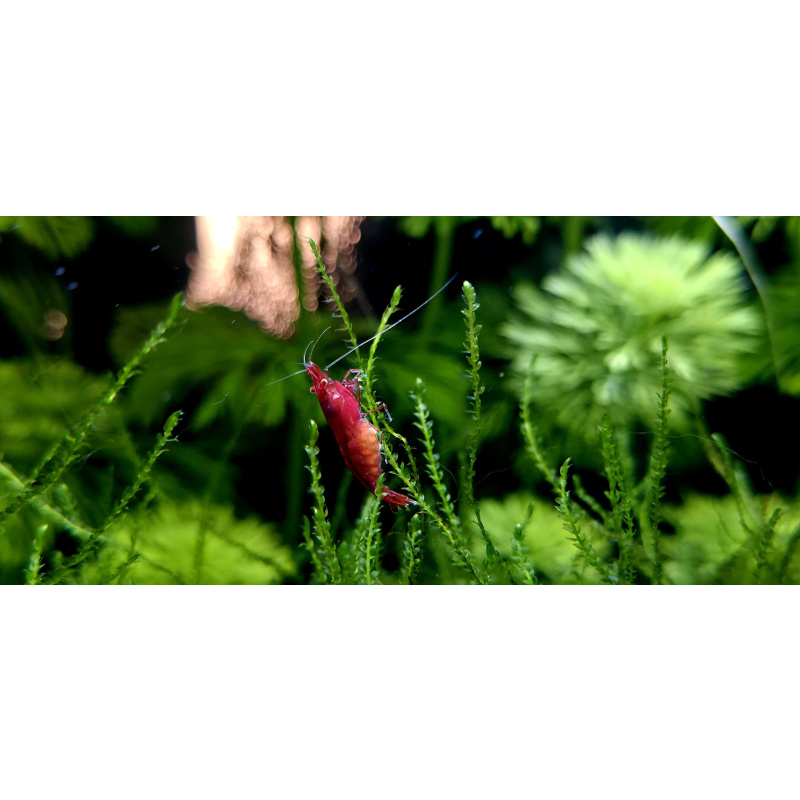 OE Red Demons Neocaridina Shrimp