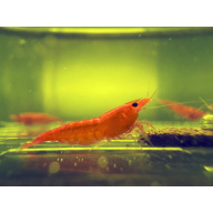 Orange Sunkist Neocaridina 10+1