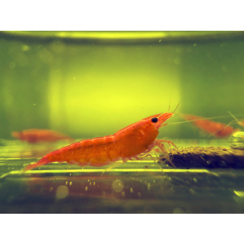 Orange Sunkist Neocaridina 10+1