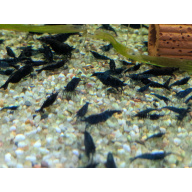 10 + 2 free Neocaridina Blue Dream Shrimp. 1.5-2cm.