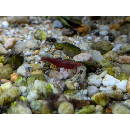 10 + 2 free Neocaridina Bloody Mary Shrimp. 1.5-2cm.