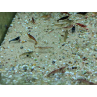 40 x Neocaridina Cull Shrimp cleaner crew