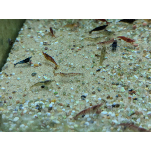 40 x Neocaridina Cull Shrimp cleaner crew