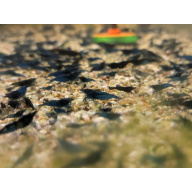 18 + 2 Free Blue Dream Neocaridina Shrimp 1.5-2cm.