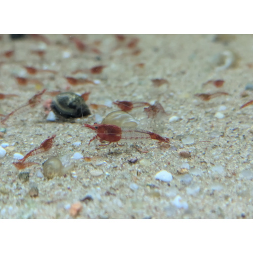 20 + 2 free Neocaridina Red Rili Shrimp.