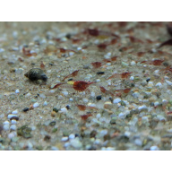 10 + 2 free Neocaridina Red Rili Shrimp. 1.5-2cm.
