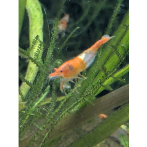 10 + 2 free Neocaridina Orange Rili Shrimp. 1.5-2cm.