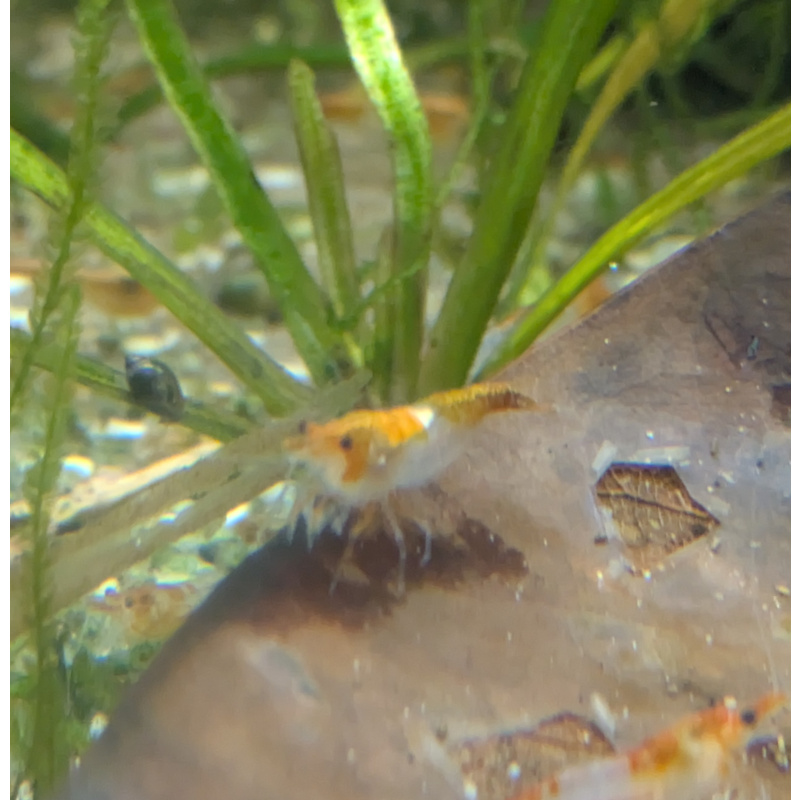 18 + 2 free Neocaridina Orange Rili Shrimp.